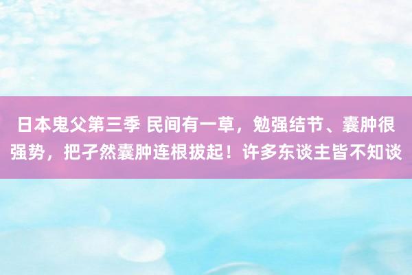 日本鬼父第三季 民间有一草，勉强结节、囊肿很强势，把孑然囊肿连根拔起！许多东谈主皆不知谈